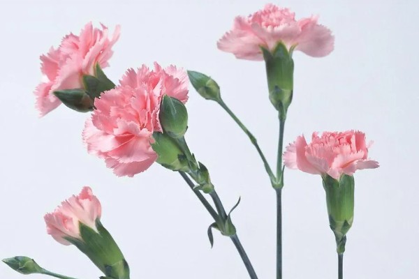 19朵康乃馨代表什么，具有爱到永久、一生守护的含义