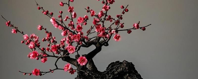 梅花怎样过冬，需减少浇水量