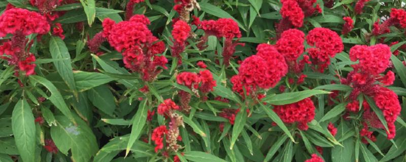 鸡冠花可以存活多久，它只可以存活一年