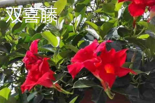 双喜藤与飘香藤有什么区别，本质上属于同一种植物