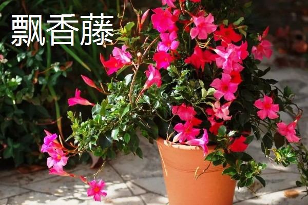 双喜藤与飘香藤有什么区别，本质上属于同一种植物