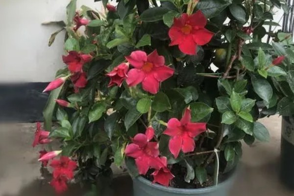 双喜藤与飘香藤有什么区别，本质上属于同一种植物