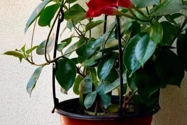 双喜藤与飘香藤有什么区别，本质上属于同一种植物