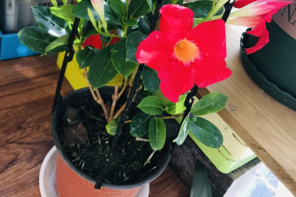 双喜藤与飘香藤有什么区别，本质上属于同一种植物