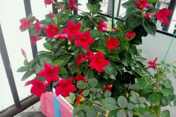 双喜藤与飘香藤有什么区别，本质上属于同一种植物