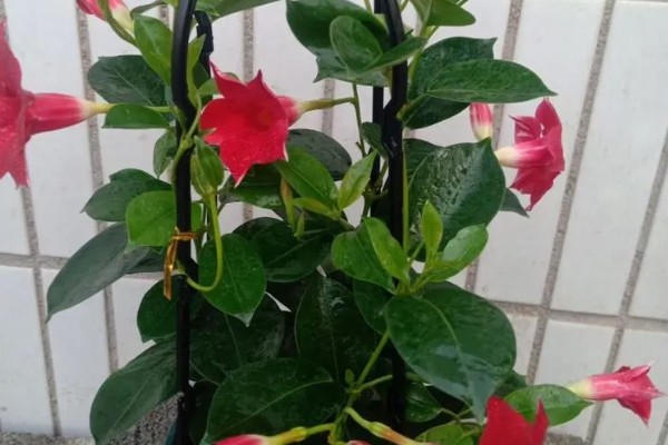 双喜藤与飘香藤有什么区别，本质上属于同一种植物