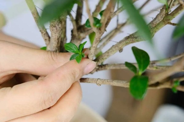珠兰花的修剪方法，幼苗顶部的枝条要剪除