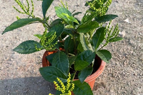 珠兰花的修剪方法，幼苗顶部的枝条要剪除