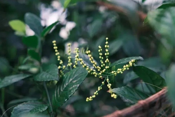 珠兰花的修剪方法，幼苗顶部的枝条要剪除