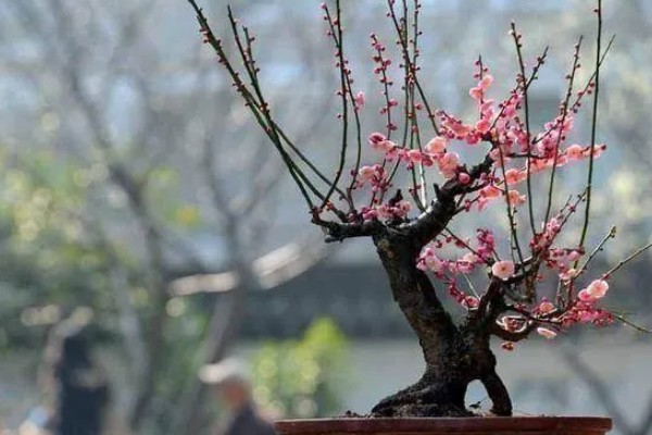 梅花怎样过冬，需减少浇水量