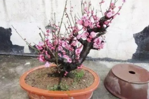 梅花怎样过冬，需减少浇水量