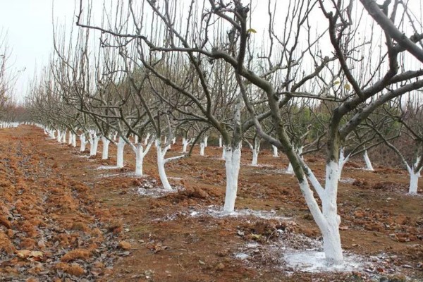 梅花怎样过冬，需减少浇水量