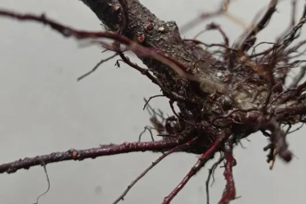 梅花怎样过冬，需减少浇水量