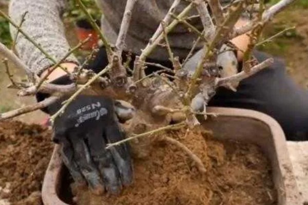 梅花怎样过冬，需减少浇水量