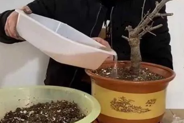 梅花怎样过冬，需减少浇水量