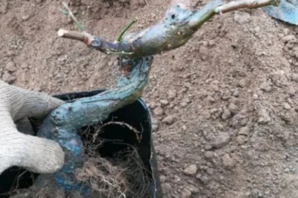 梅花怎样过冬，需减少浇水量