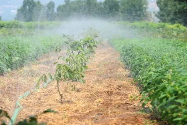 芝麻严重干旱如何处理,遇旱灌溉可解除生理干旱
