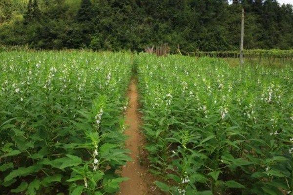 芝麻严重干旱如何处理,遇旱灌溉可解除生理干旱