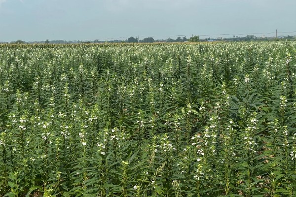 芝麻严重干旱如何处理,遇旱灌溉可解除生理干旱