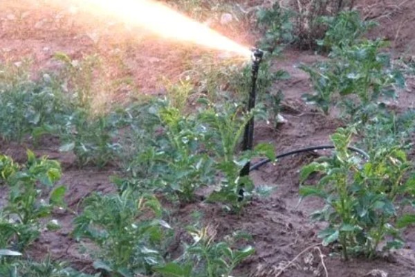 芝麻严重干旱如何处理,遇旱灌溉可解除生理干旱