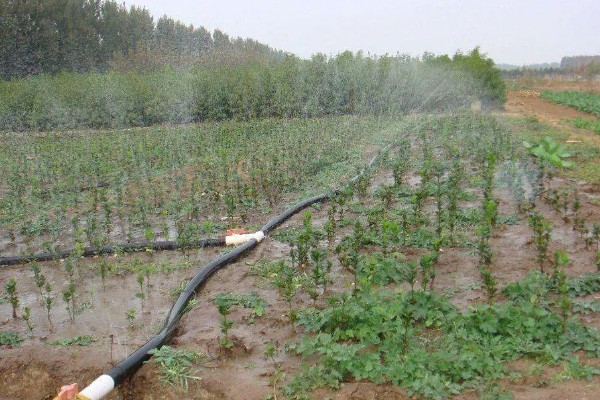 芝麻严重干旱如何处理,遇旱灌溉可解除生理干旱