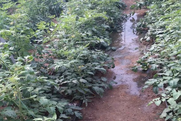 芝麻严重干旱如何处理,遇旱灌溉可解除生理干旱