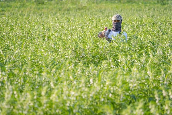 芝麻严重干旱如何处理,遇旱灌溉可解除生理干旱