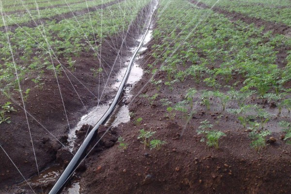 芝麻严重干旱如何处理,遇旱灌溉可解除生理干旱