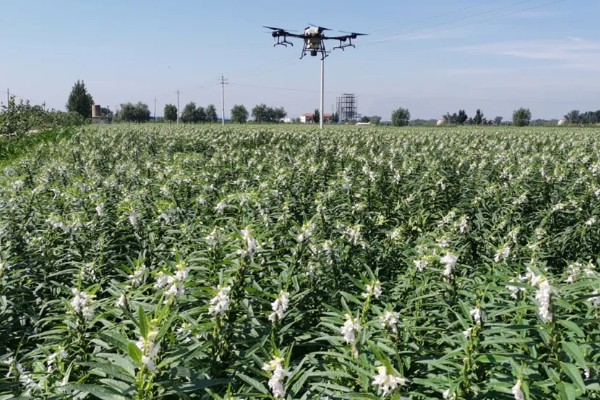 芝麻严重干旱如何处理,遇旱灌溉可解除生理干旱