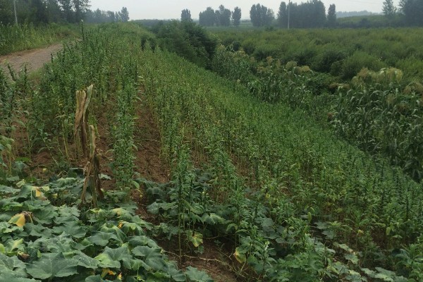 芝麻严重干旱如何处理,遇旱灌溉可解除生理干旱