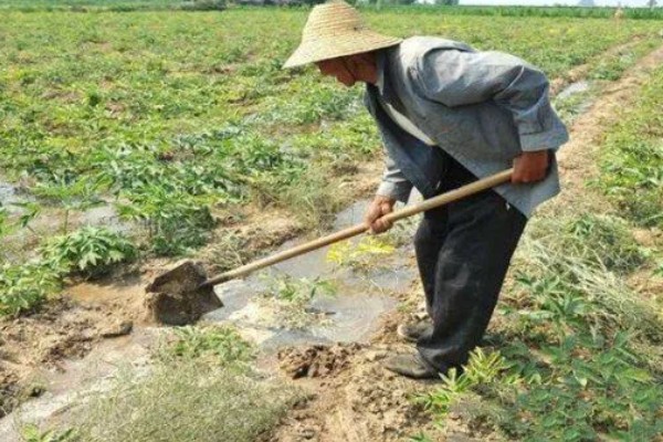 芝麻严重干旱如何处理,遇旱灌溉可解除生理干旱