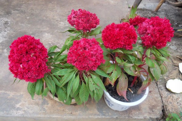 鸡冠花可以存活多久，它只可以存活一年