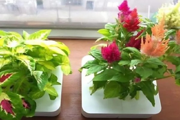 鸡冠花可以存活多久，它只可以存活一年