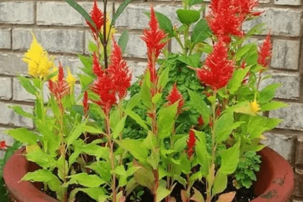 鸡冠花可以存活多久，它只可以存活一年