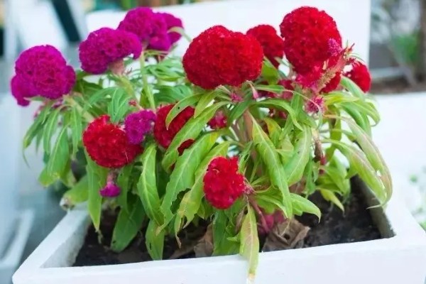 鸡冠花可以存活多久，它只可以存活一年