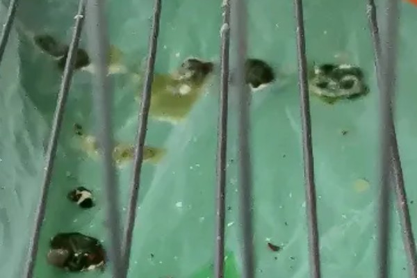 鹦鹉生病的症状，可能会出现嗜睡、腹泻等症状