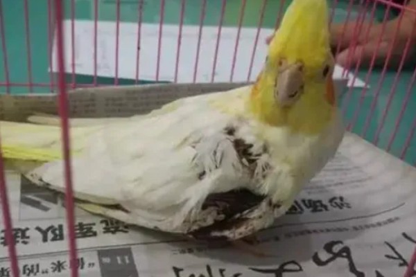鹦鹉生病的症状，可能会出现嗜睡、腹泻等症状