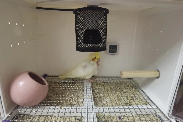 鹦鹉生病的症状，可能会出现嗜睡、腹泻等症状