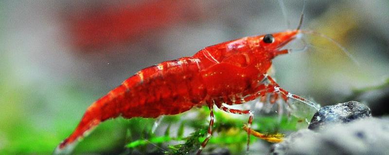 极火虾的繁殖间隔，每隔5-6月才能繁殖一次