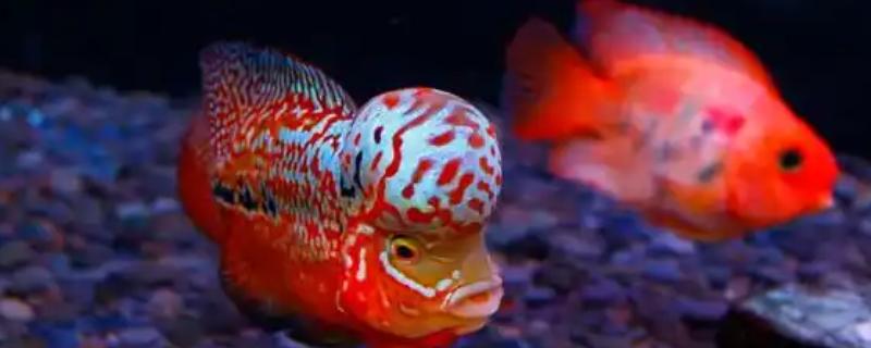 养罗汉鱼要不要放盐，换水、罗汉鱼生病时可以添加