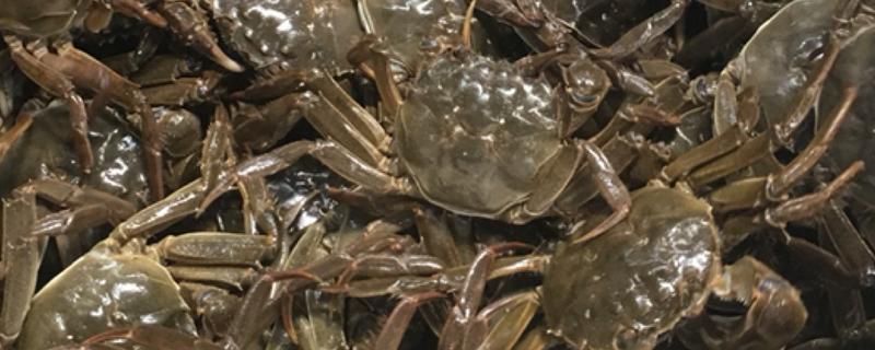 仙桃大闸蟹多少钱一斤，约为18-50元/斤