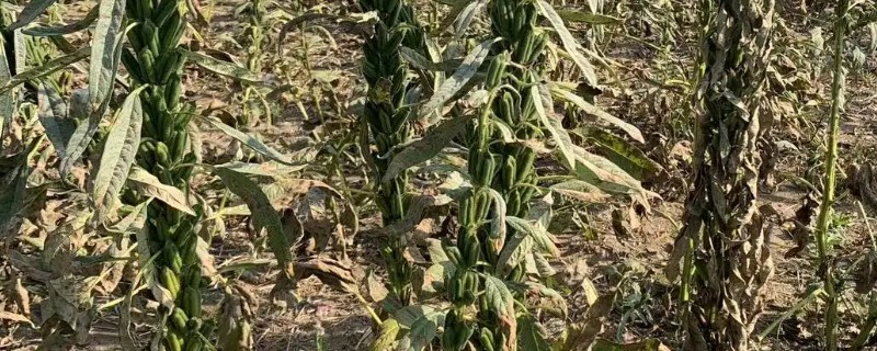 芝麻严重干旱如何处理，遇旱灌溉可解除生理干旱