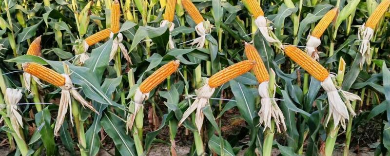 东农275玉米种的简介，从出苗至成熟需要127天左右