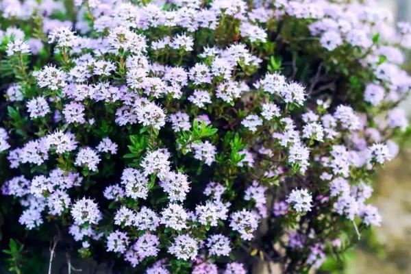 百里香的花语,寓意勇气、吉祥如意等