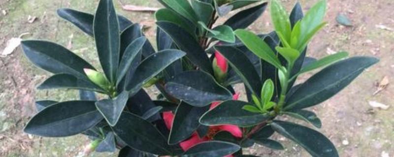 杜鹃红山茶花的养殖方法，酸碱值需控制在5-6.5之间