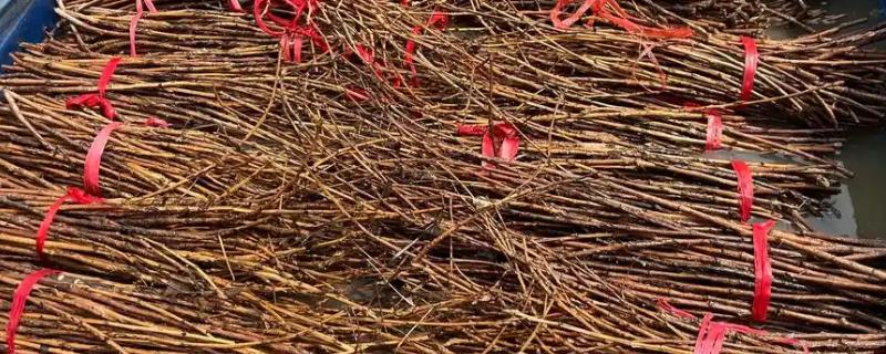 养殖金蝉的方法，夏季注意通风保湿