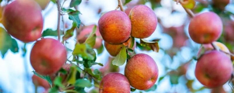 糖心苹果和普通苹果的区别，糖心苹果的果核呈透明状