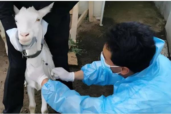 母羊不怀孕怎么处理,可加强饲料投喂和日常管理