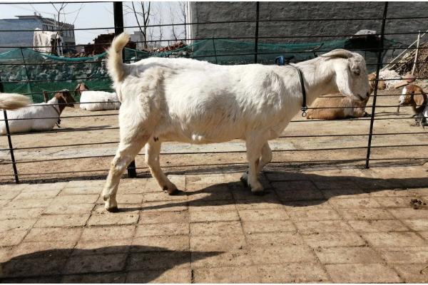 母羊不怀孕怎么处理,可加强饲料投喂和日常管理