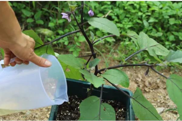 茄子秧叶子发黄如何处理,缺钾时可以浇灌硫酸二氢钾溶液